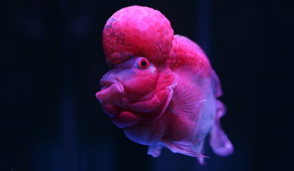 养罗汉鱼要放盐吗