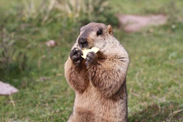 土拨鼠亲近人吗