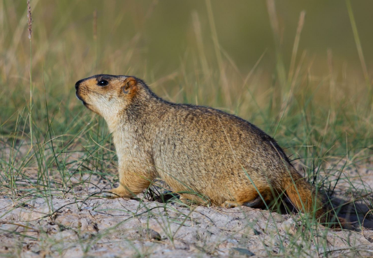 土拨鼠繁殖能力怎么样