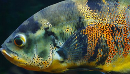 地图鱼一天喂几次最好