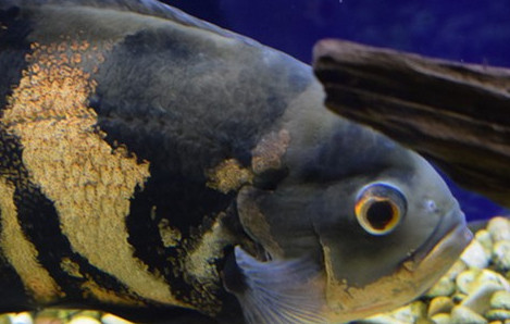 地图鱼不吃颗粒鱼食怎么办