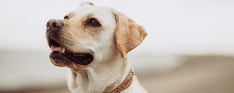 拉布拉多鼻头变粉怎么办