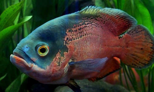 地图鱼需要灯光吗