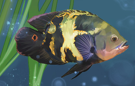 地图鱼怎么养最鲜艳