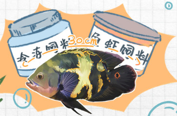 地图鱼怎么养最红
