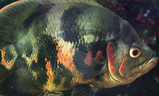 地图鱼需要水族灯吗