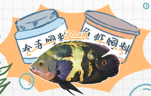 地图鱼喂食的正确方法