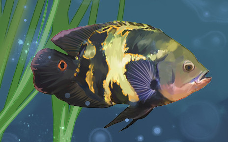 地图鱼换水的正确方法