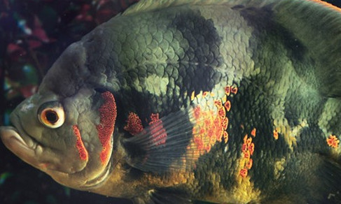 60鱼缸适合养地图鱼吗