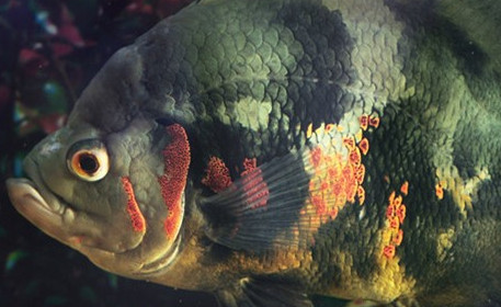 地图鱼能和锦鲤混养吗