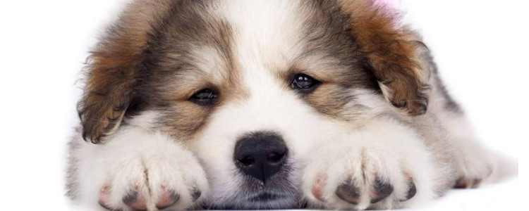 幼犬得犬瘟有必要治疗吗