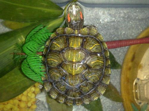 巴西红耳龟寿命一般有多少年 巴西红耳龟的寿命
