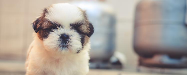 狗狗穿纸尿裤坏处