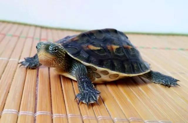 中华花龟是不是国家保护动物