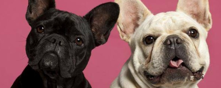 法斗怕冷吗冬天