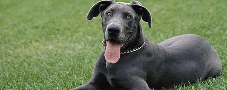 大丹犬和杜宾犬的区别