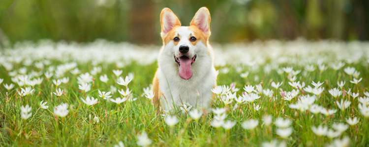 狗狗吃了生花生怎么办