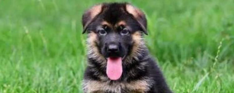 德牧怕冷吗冬天