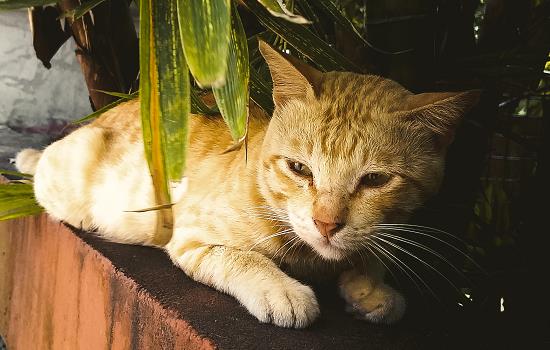 怎样避免猫睡在猫砂里