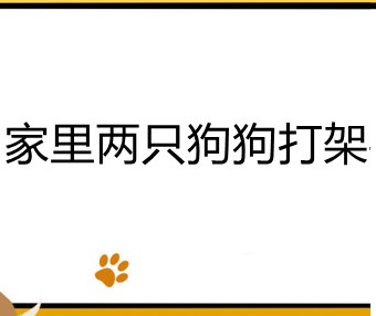 家里两只狗狗打架要不要阻止