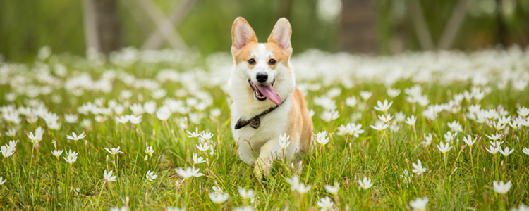 没尾巴的狗是什么品种