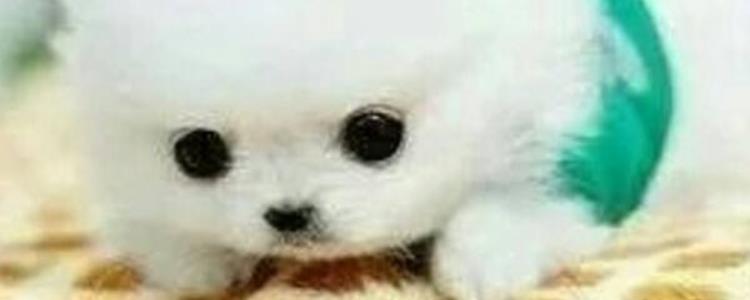 茶杯犬是怎么培育的