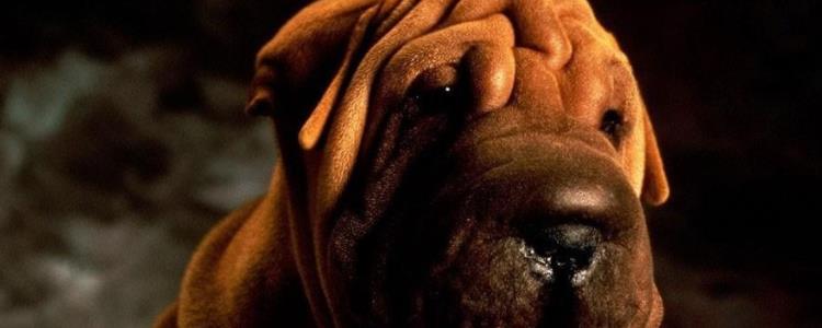 沙皮狗可以长到多大