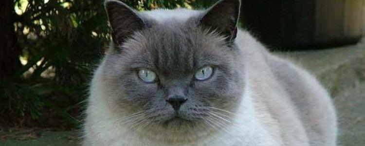 东奇尼猫的养护小技巧