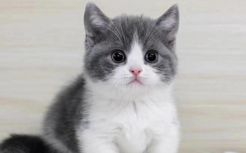 怎么看蓝白品相好不好 怎么看蓝白品相