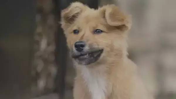 狗狗癫疯有什么症状 狗狗癫疯的症状