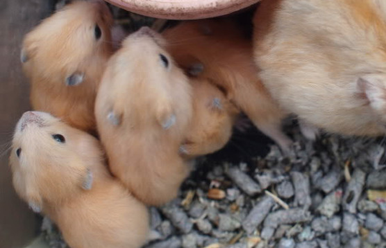 为什么不建议布丁仓鼠怀孕