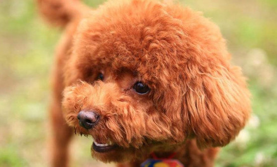 泰迪不吃不喝不拉不吐没精神