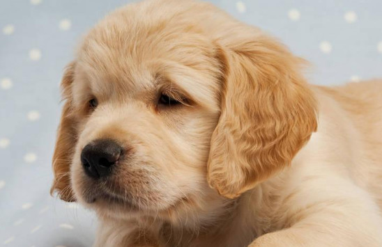 从小养的狗会咬主人吗