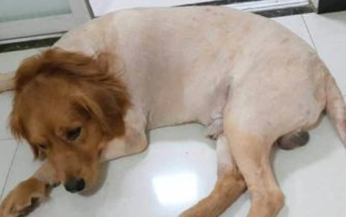 狗狗剃毛留几厘米合适