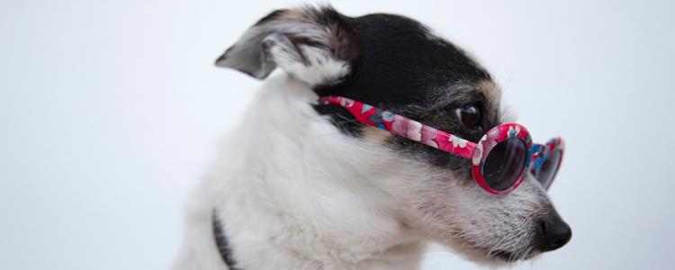 刚出生的幼犬怎么养