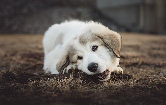 狗有狂犬病的多久会死