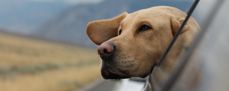 狂犬病都有什么症状