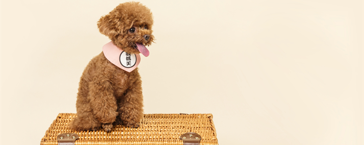 养泰迪犬对人的危害