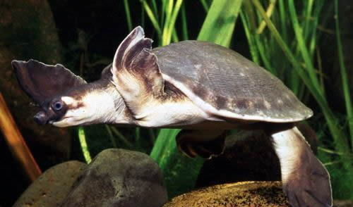 猪鼻龟人工繁殖图片