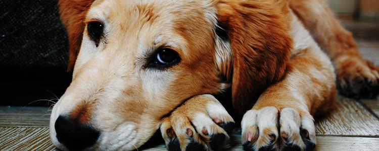 什么样的狗有狂犬病毒