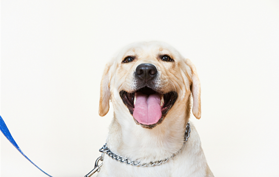 拉布拉多幼犬睡觉抽搐怎么回事