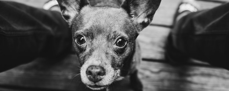 体味最小最干净的犬