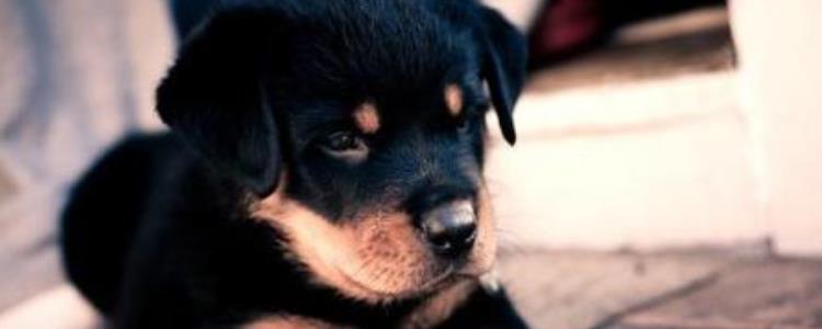 保护主人意识最强的狗是哪些