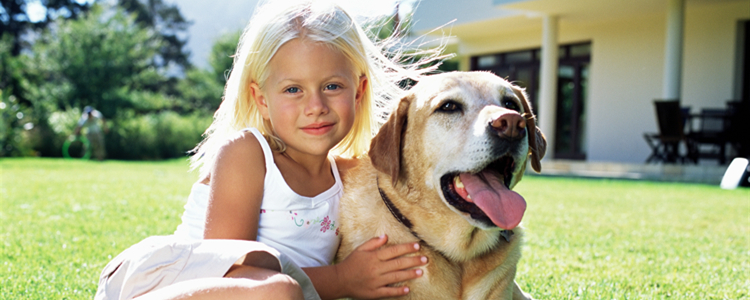 拉布拉多和金毛哪个好适合养