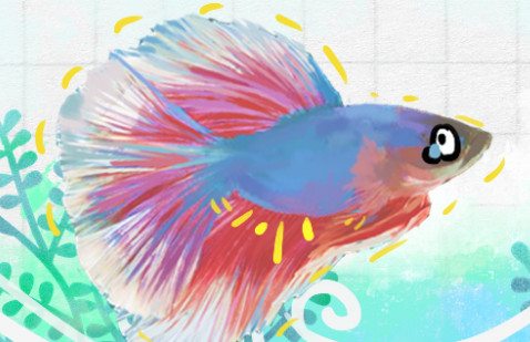 斗鱼肚子鼓鼓的怎么办