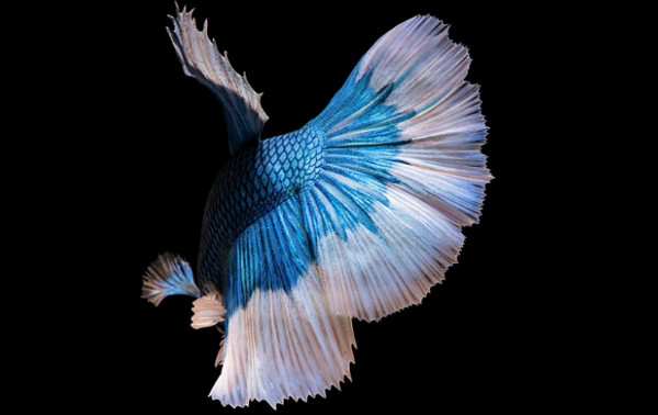 斗鱼烂尾巴是怎么回事