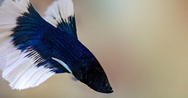 斗鱼的养殖方法