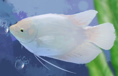 招财鱼怎么养不会死