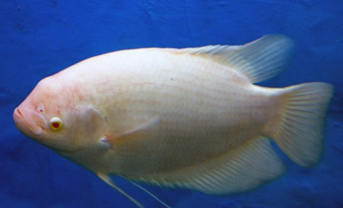 招财鱼容易繁殖吗