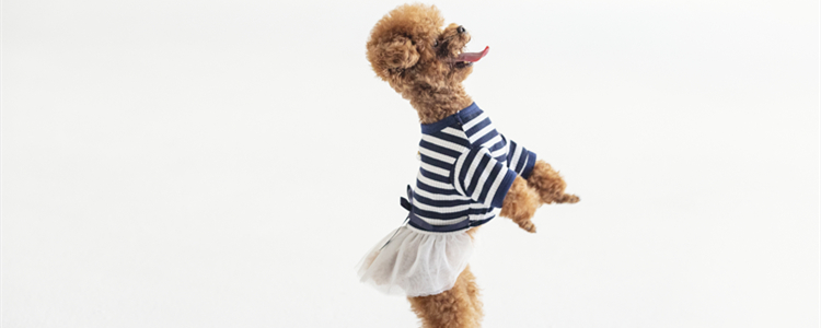 女孩子养什么狗比较好